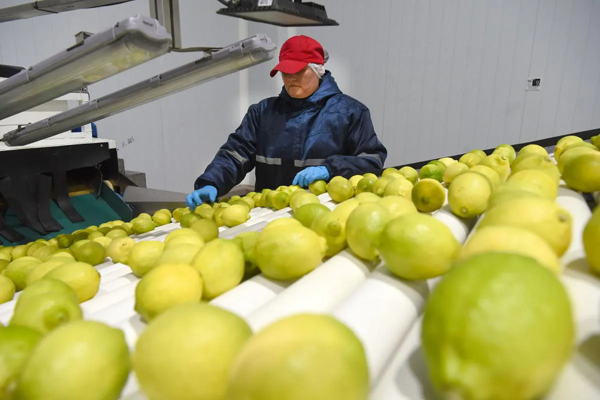 Limón citrus citrícola