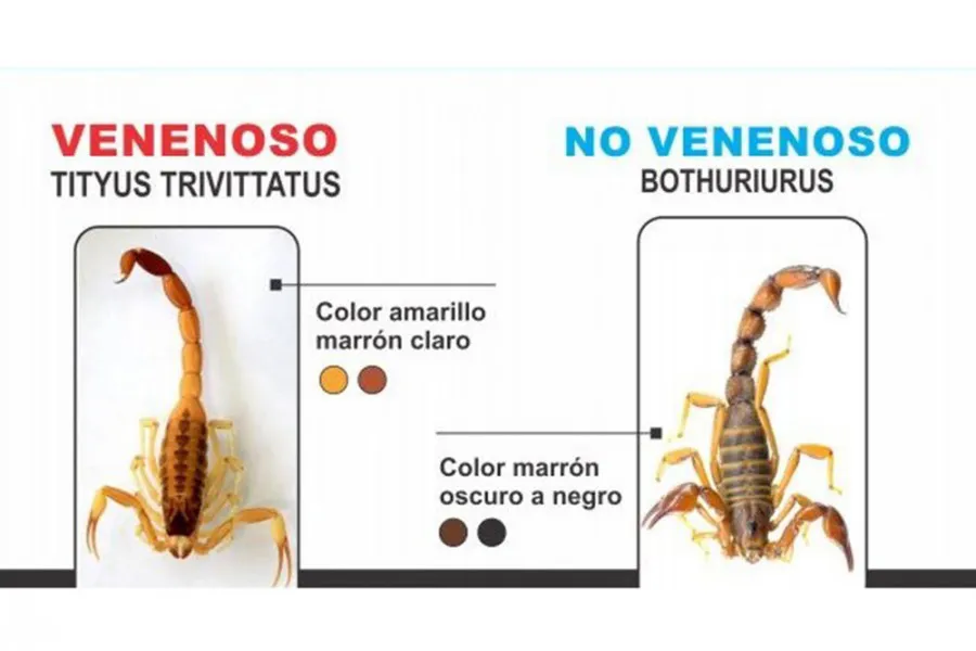 alacranes tipos