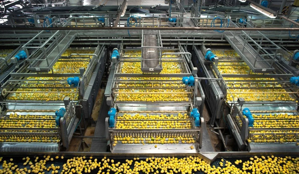 industria citricola