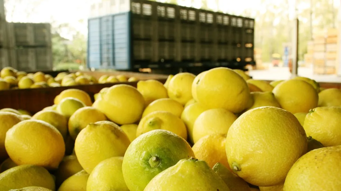 limón