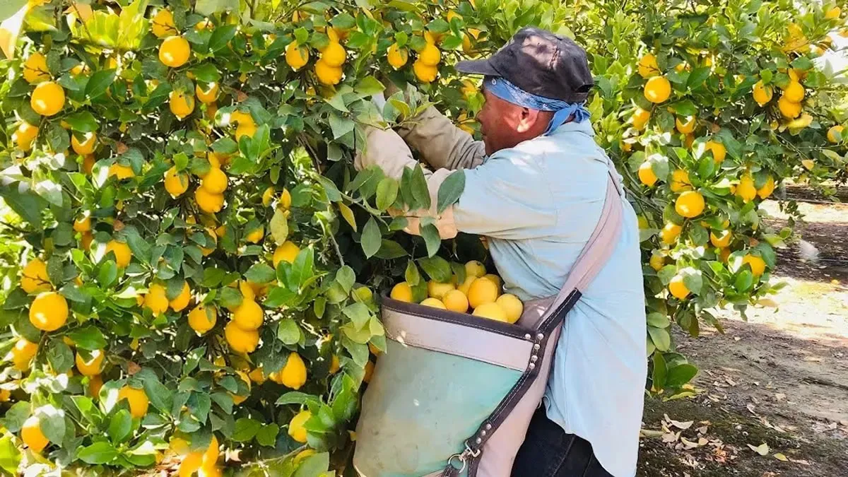 citricos1