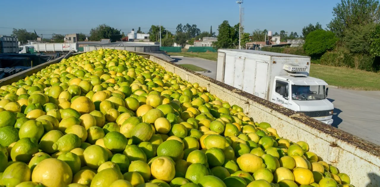 exportaciones limón cítrico