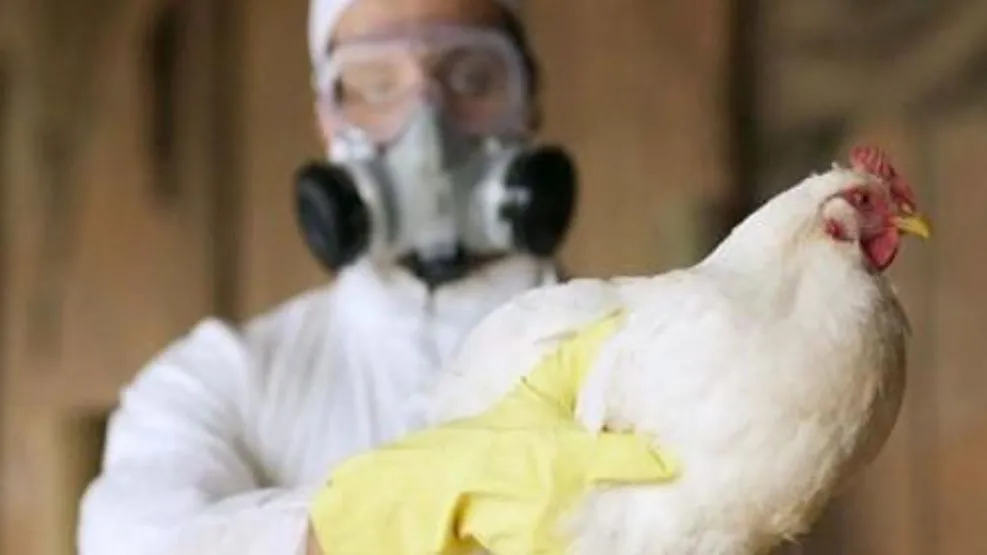 influenza aviar gripe aviar
